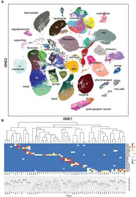 Cochlear transcriptome analysis of an outbred mouse population (CFW)